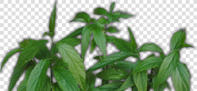 Daun Belalai Gajah   Nettle Family  HD Png DownloadTransparent PNG