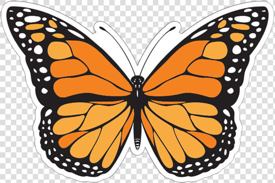 Butterfly Patch   Different Colours Of Butterfly  HD Png DownloadTransparent PNG