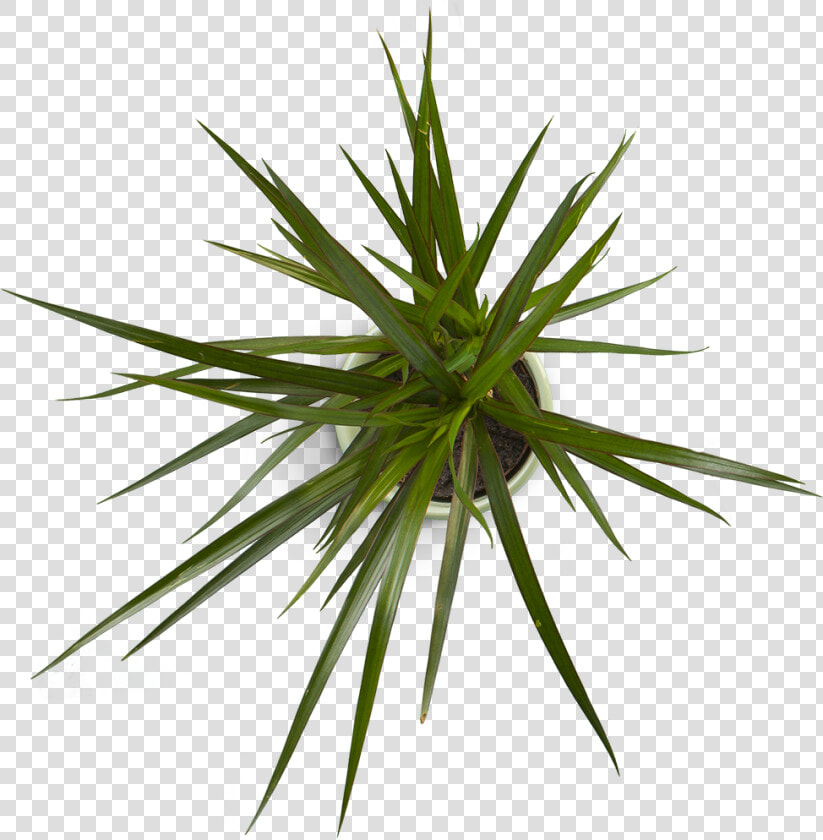 Plant 4   Everlast Notebook  HD Png DownloadTransparent PNG