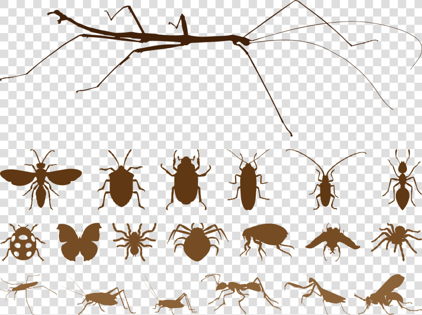 Mosquito Insect Spider Euclidean Vector   Free Vector Insects  HD Png DownloadTransparent PNG