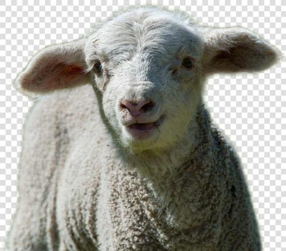 Sheep Png Image   Sheep  Transparent PngTransparent PNG