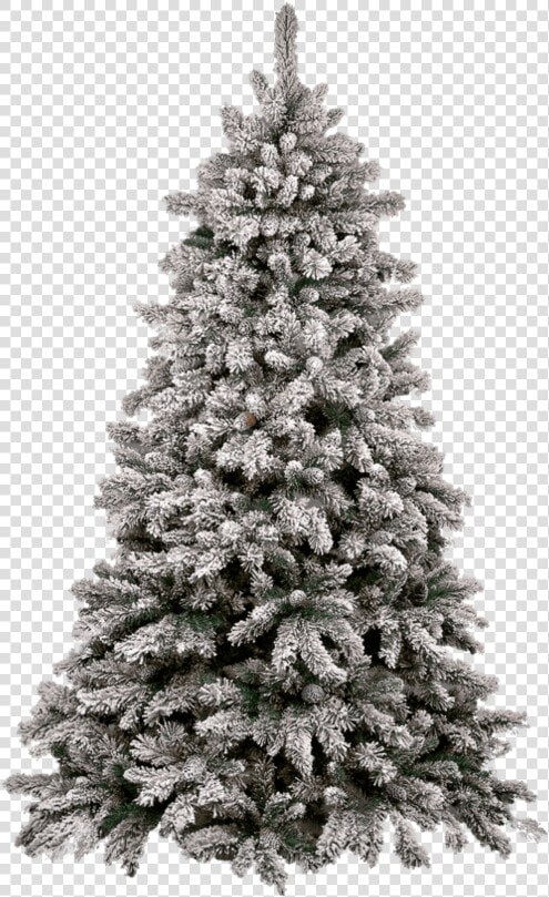 Christmas Tree Snow   Introduction To Animal Science Global Biological Social  HD Png DownloadTransparent PNG