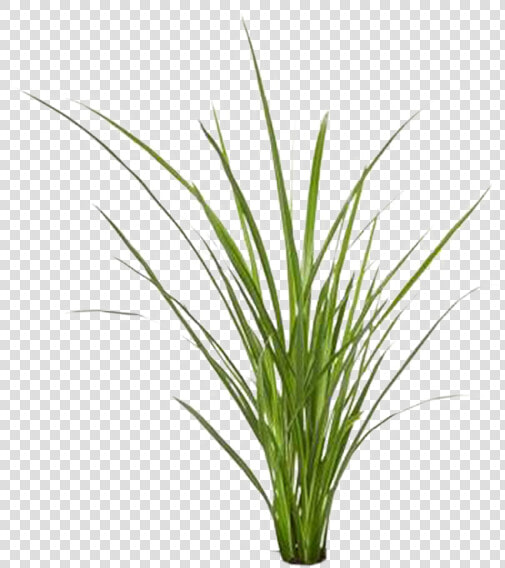 Grass Png By Gareng   Sweet Grass  Transparent PngTransparent PNG