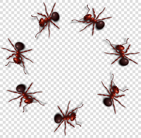 Ant Png Photo   Ant Gif Transparent Background  Png DownloadTransparent PNG