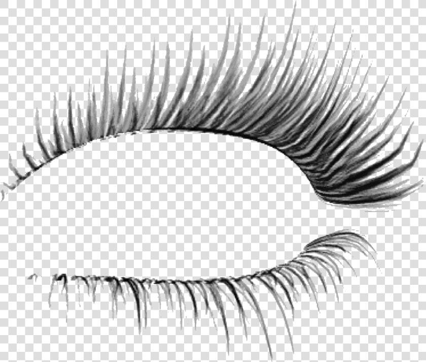  eyelash  beauty  makeup  eye  eyemakeup  eyeliner   Eyelashes Transparent Background  HD Png DownloadTransparent PNG