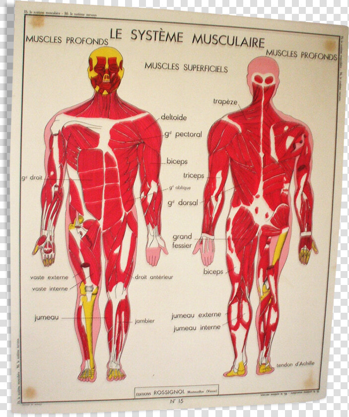 Poster School Nightingale The Muscular System  The   Carte Corps Humain Vintage  HD Png DownloadTransparent PNG