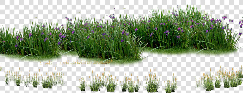 Landscape Flowers Png   Plants And Flowers In Png  Transparent PngTransparent PNG