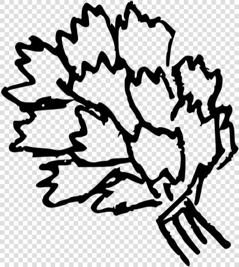 Doodle cilantro   Drawing  HD Png DownloadTransparent PNG