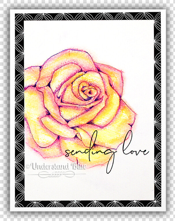 Lazy Watercolor Effect Concord  amp  9th Rose By Understand  HD Png DownloadTransparent PNG