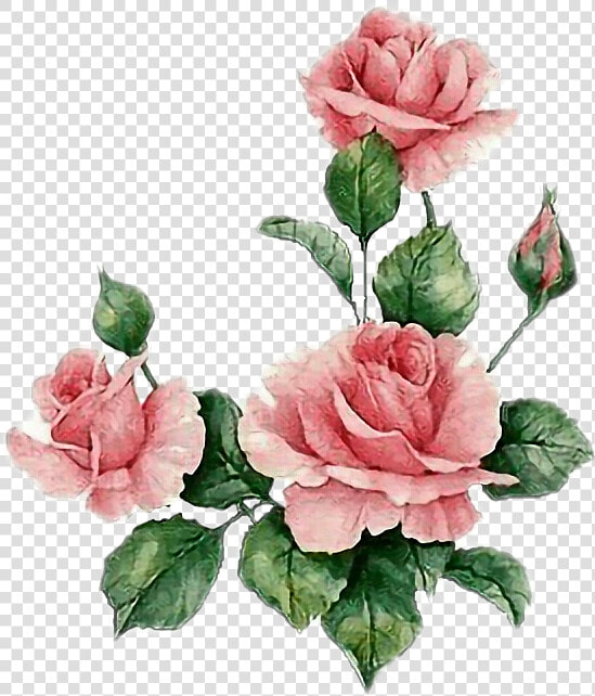  rosas  floes  flowers  jardim  garden  rosasrosas   Hummingbirds And Roses Colored Markers  HD Png DownloadTransparent PNG