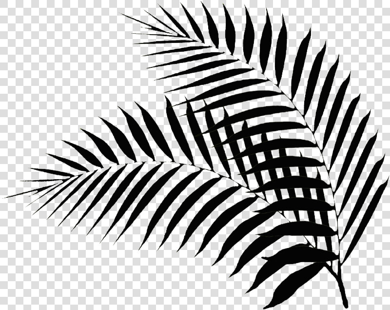 Black Palm Leaf Black Palm Leaf Png    Palm Leaf Clipart Black And White  Transparent PngTransparent PNG