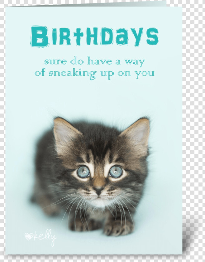 Birthday Sneaking Up On You Kitten Greeting Card   Kitten  HD Png DownloadTransparent PNG