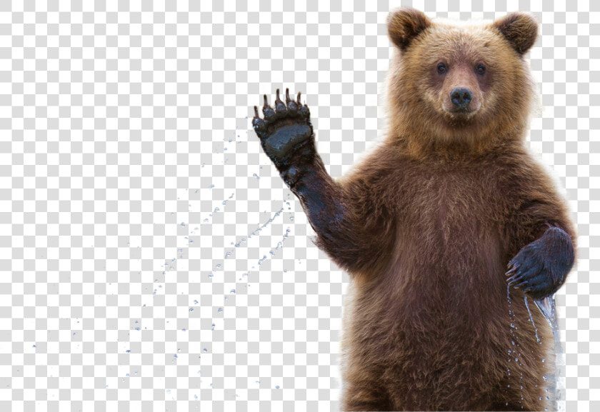 Clip Art Grizzly Bear Waving   Bear Waving Transparent Background  HD Png DownloadTransparent PNG