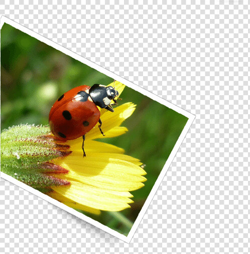 Serra Da Estrela Foto   Ladybug  HD Png DownloadTransparent PNG