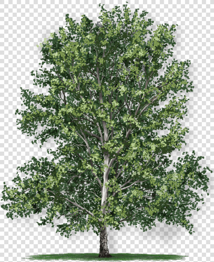 American Oak Tree Growth Rate  HD Png DownloadTransparent PNG