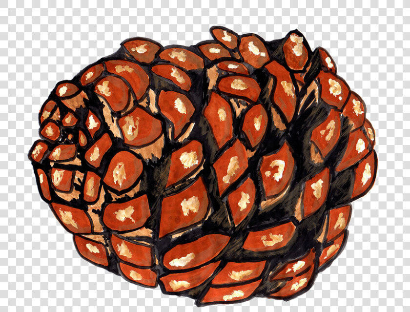 Pine Cones  Pine  Watercolor  Isolated  Handpainted   Illustration  HD Png DownloadTransparent PNG