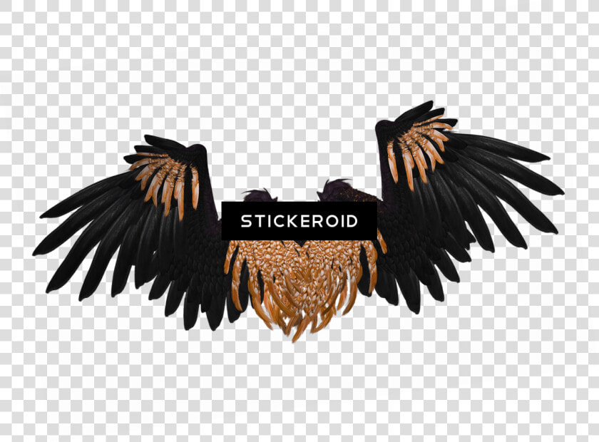 Wings Black And Brown Crow   Real Dark Angel Wings  HD Png DownloadTransparent PNG