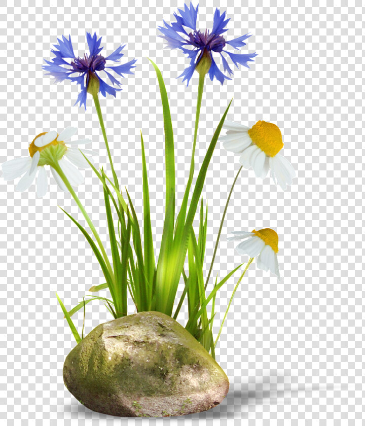 Transparent Background Of Orchids And Daisies   Julia Hartwig Nasze Serca Chciałyby Być Proste Wiersz  HD Png DownloadTransparent PNG