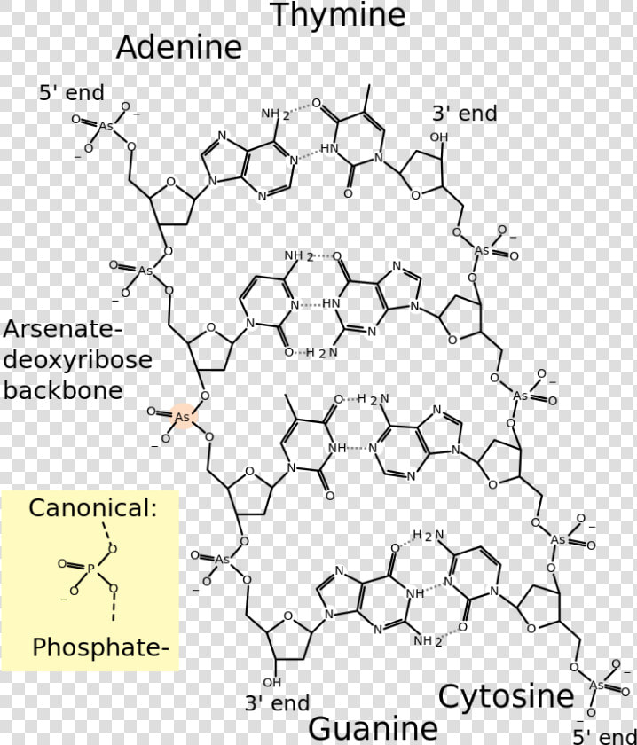 Free Download Molecular Structure Of Dna Clipart Dna   Molecular Structure Of Dna  HD Png DownloadTransparent PNG