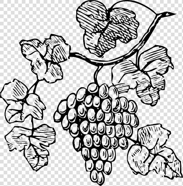 Food  Wine  Grapes  Outline  Drawing  Tree  Border   Grape Vine Clipart Black And White  HD Png DownloadTransparent PNG