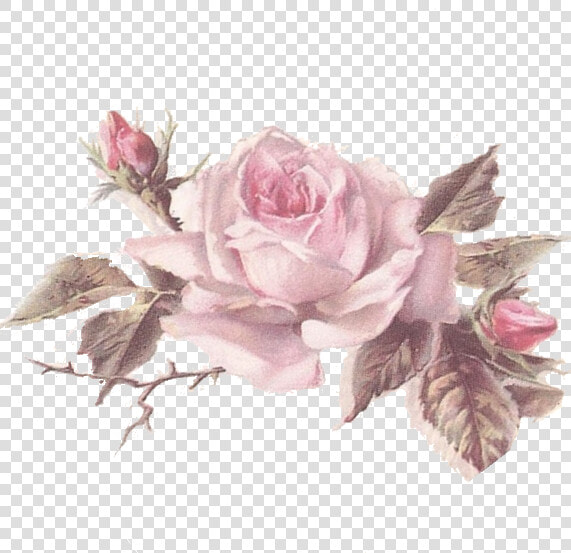 Flores Rosas Png Dibujo Vintage   Transparent Cartoons   Floribunda  Png DownloadTransparent PNG