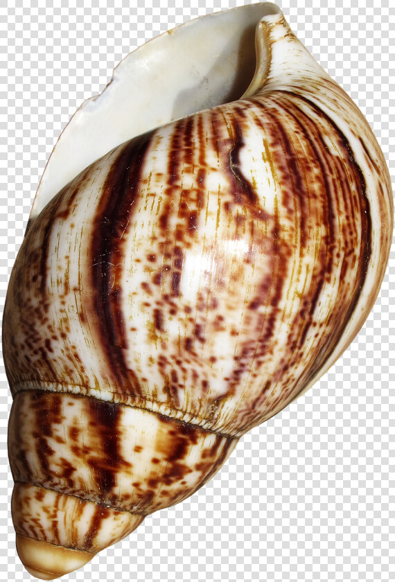 Shell Snail Achatina Fulica Free Photo   Gastropod Shell  HD Png DownloadTransparent PNG