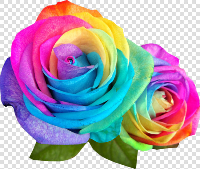 Rainbow Multicolor Flowers   Colour Rose Images Hd  HD Png DownloadTransparent PNG