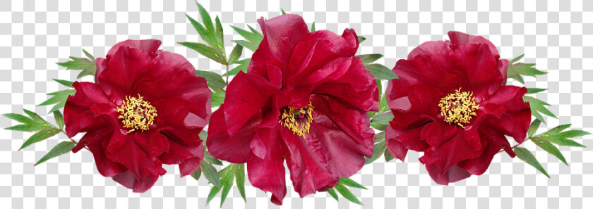 Flowers  Red  Peony  Arrangement  Garden  Nature   Imagen De Flores Rojo  HD Png DownloadTransparent PNG