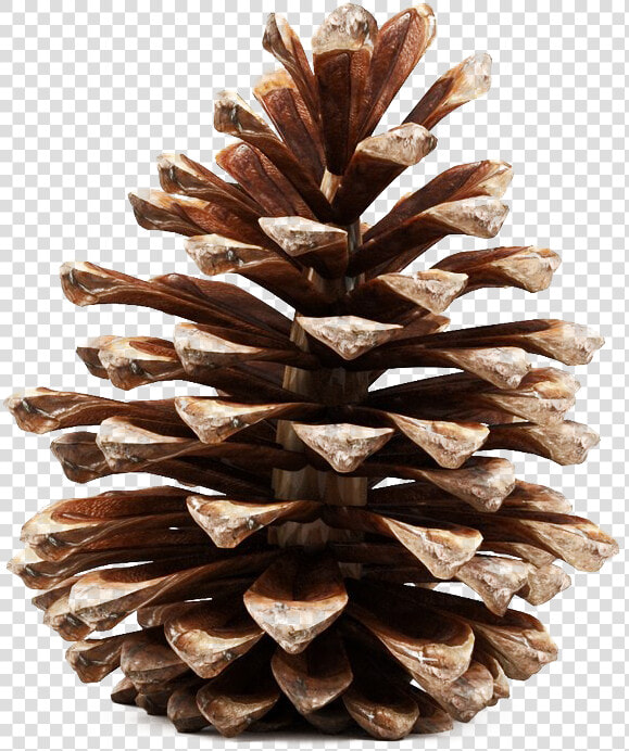 Pinecone Png Photos   Pine Cone 3d Model Free  Transparent PngTransparent PNG