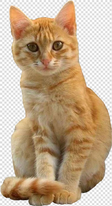  cat  cutout  ginger  orange  sitting  freetoeditnot   Gatti Arancioni E Bianchi  HD Png DownloadTransparent PNG