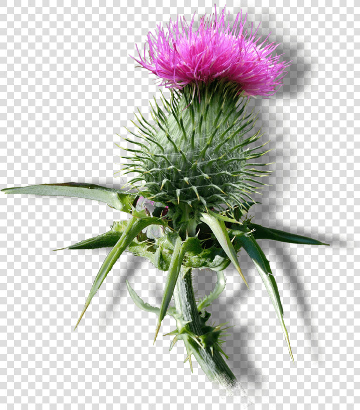 Distaff Thistles  HD Png DownloadTransparent PNG