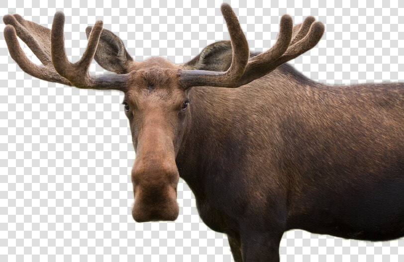 Moose Png Image   Moose Pun  Transparent PngTransparent PNG