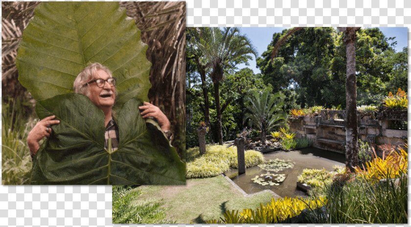 Roberto Burle Marx And One Of His Gardens   Roberto Burle Marx Botanical Garden  HD Png DownloadTransparent PNG