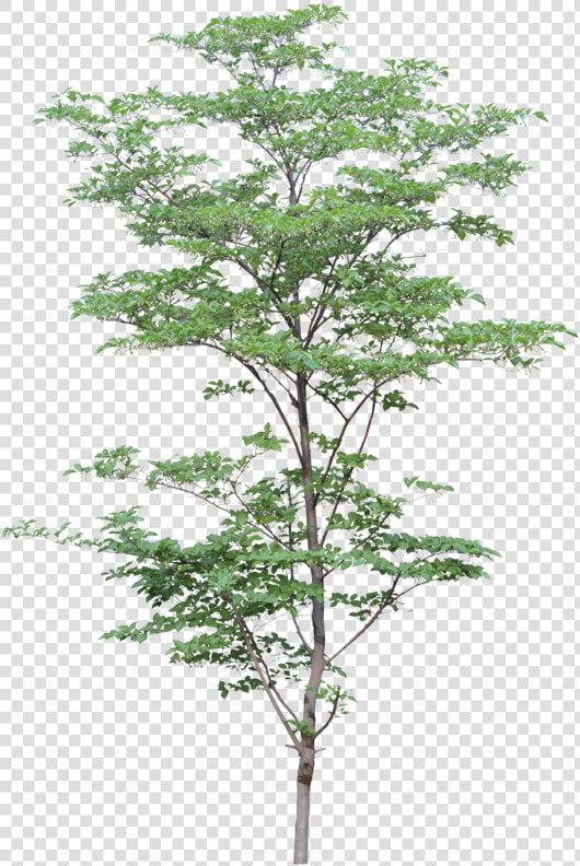 Png Watercolor Trees   Arbre Architecture Render  Transparent PngTransparent PNG