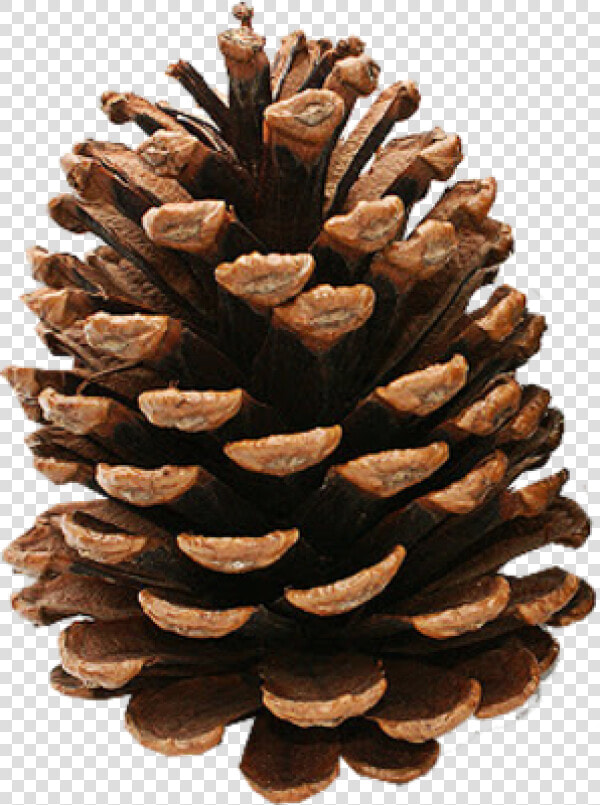 Pine Cone Clipart Image Download   Clip Art Pine Cone  HD Png DownloadTransparent PNG