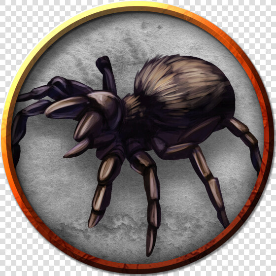 Giant Wolf Spider   Wolf Spider  HD Png DownloadTransparent PNG