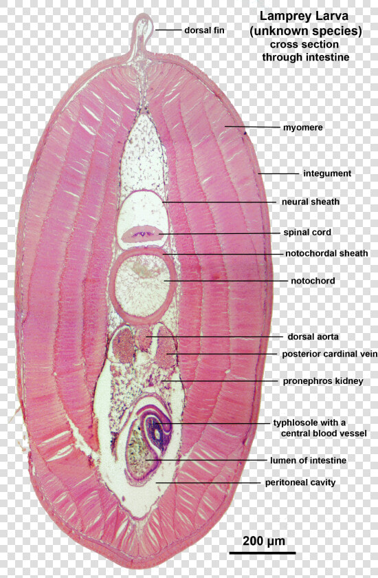 Lamprey Larva X Sect Intestine Labelled   Lamprey Anatomy Cross Section  HD Png DownloadTransparent PNG