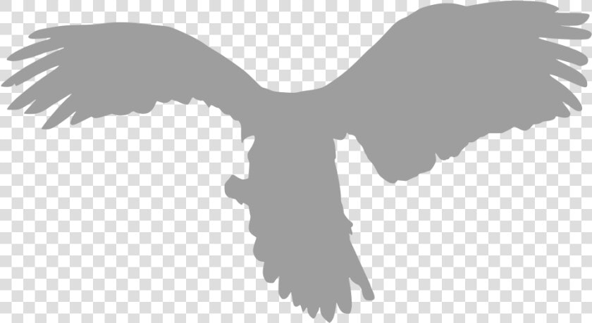 Bird Of Prey  HD Png DownloadTransparent PNG