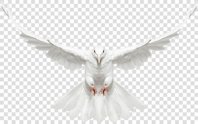 Dove Flying Png   White Dove Flying Png  Transparent PngTransparent PNG