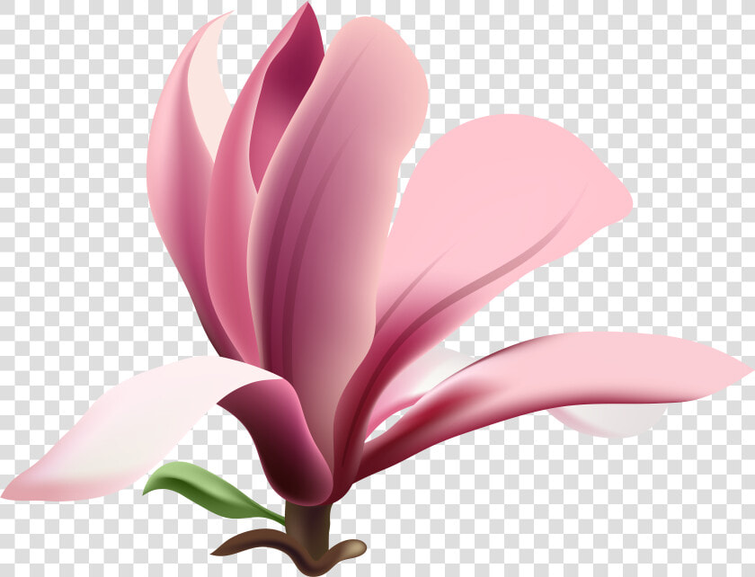 Mogra Flower Png  Transparent PngTransparent PNG