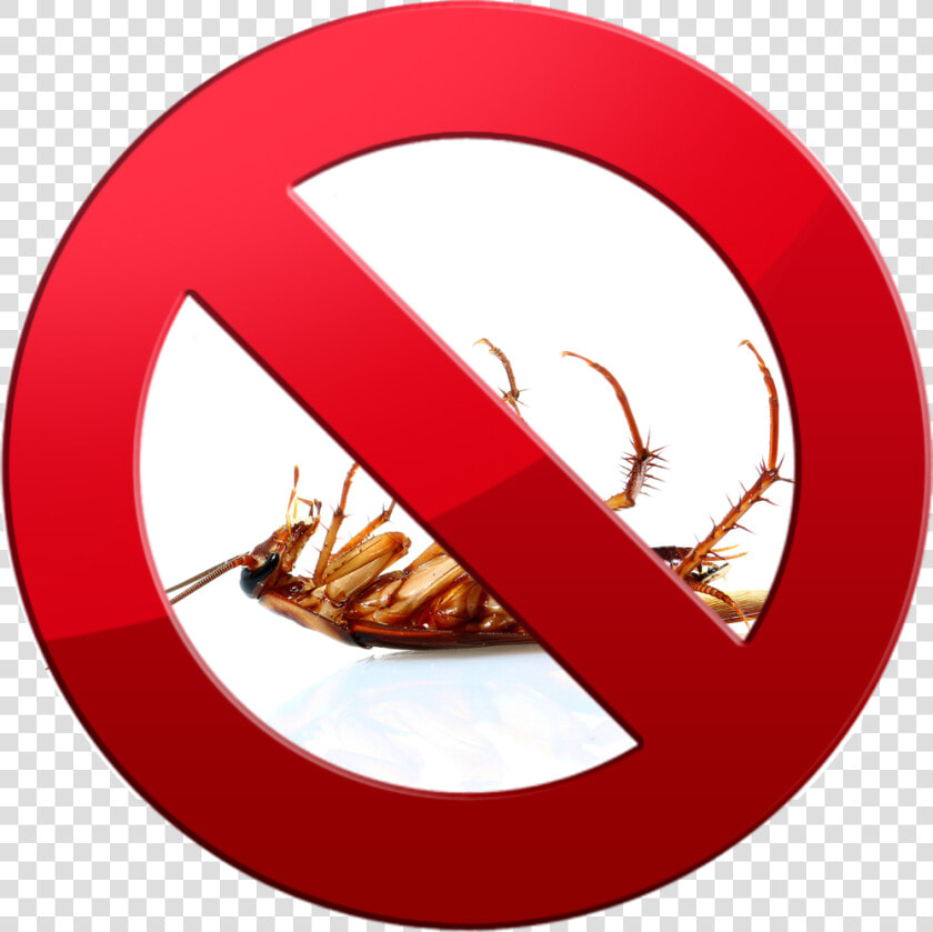 Transparent Cockroaches Png   Dead Transparent Cockroach Png  Png DownloadTransparent PNG