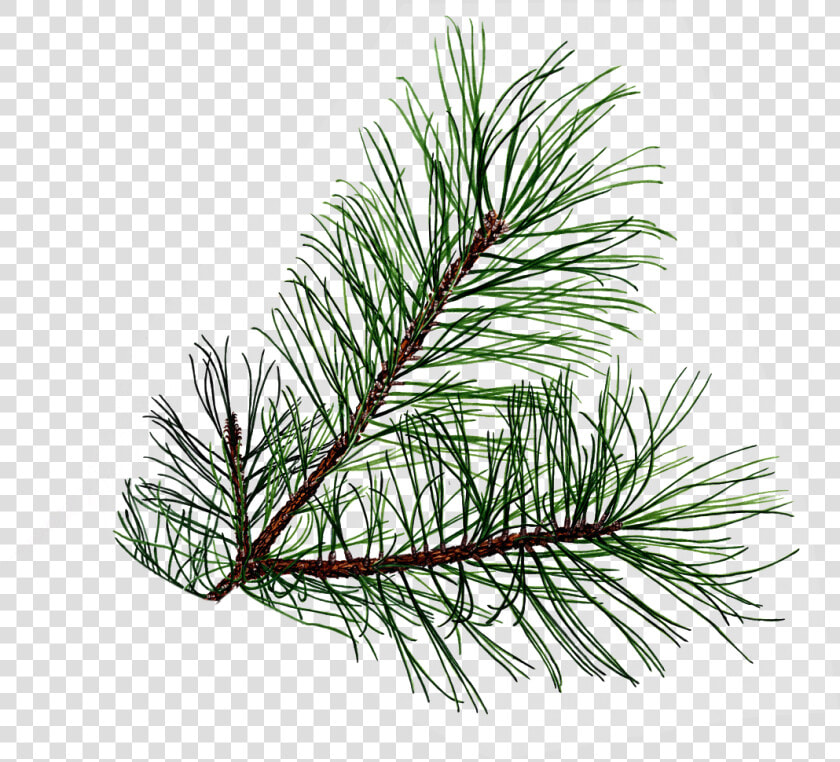 Evergeen Branches Clipart Png Transparent Background   Pine Needles Transparent Background  Png DownloadTransparent PNG