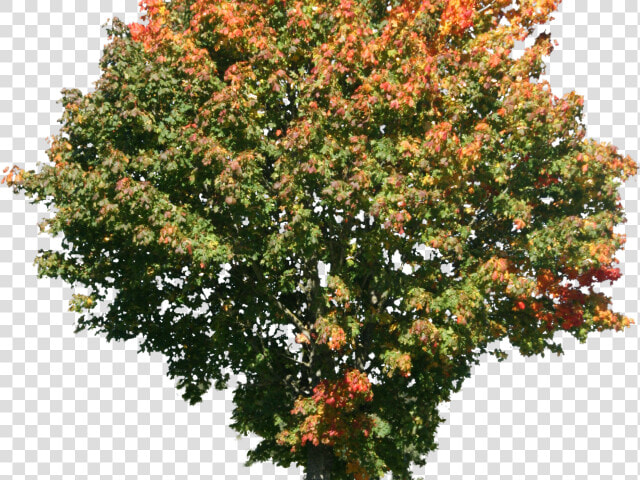 Tree Png Transparent Images   High Resolution Png Images Of Trees  Png DownloadTransparent PNG