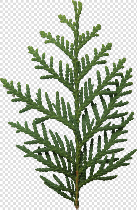 Arborvitae Leaf Png  Transparent PngTransparent PNG