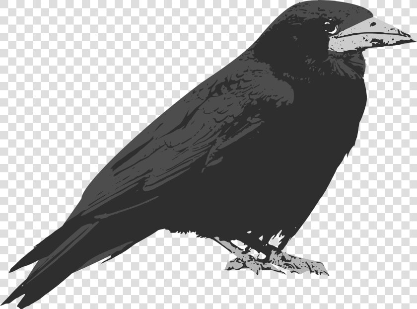 Raven Bird Vector Clip Art   Raven Bird Cartoon  HD Png DownloadTransparent PNG