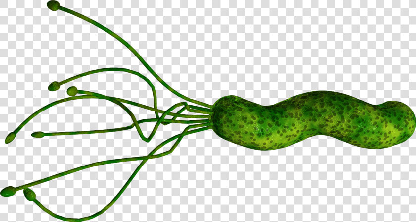 Bacteria Png   Helicobacter Bug  Transparent PngTransparent PNG