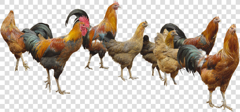 Poultry Png  Transparent PngTransparent PNG