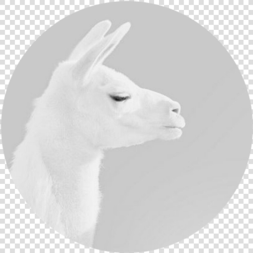 Transparent Lama Png   Llama  Png DownloadTransparent PNG