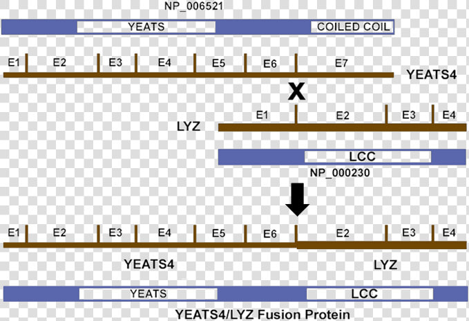 Isoform2 Genomic Instability Numa1  HD Png DownloadTransparent PNG