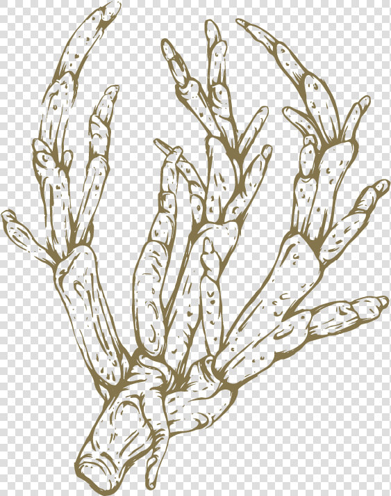 Png Royalty Free Asparagus Drawing   Sketch  Transparent PngTransparent PNG